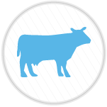 vaca-icono-circulo-de-ganado